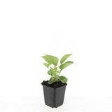 24x Echinacea p. 'Magnus' - ↕10-25cm - Ø9cm