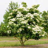 Green boutiQ - Tuinplant - Cornus kousa chinensis - Bloem Wit - 1 Plant - Bladverliezend - Weinig Onderhoud - Pot 12cm Hoogte 35cm