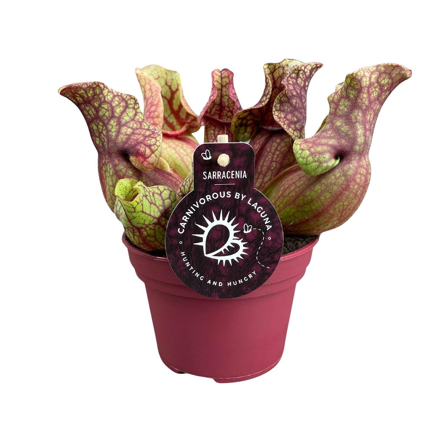 Sarracenia Venosa – Pot Ø12 cm · 20 cm hoog