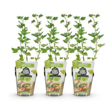 Green boutiQ - Fruitplanten - Kruisbes - Ribes uva-crispa Hinnonmaki Grun - Winterhard - 3 Planten - Pot 9 cm - Groene Bes