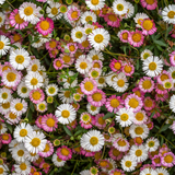 48x Erigeron karvinskianus - ↕10-25cm - Ø9cm