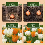 Tulpenbollen Sunbath — geel-witte tulp, 120 stuks (maat 11/12)