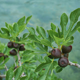 Green boutiQ - Plant op Stam - Ficus carica Brown Turkey - Terras Plant - Bladverliezend - Winterhard - Groene Vrucht - Pot 19cm Hoogte 90cm