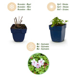 Green boutiQ - Vasteplant - Geranium macr. Spessart - Ooievaarsbek - Bodembedekkend - Wit-Roze - 1 Plant - Pot 11cm - Hoogte 15-25cm