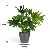 Green boutiQ - Kamerplant - Philodendron - Philodendron Lickety split - Groen - Weinig onderhoud - 1 Plant - met Potter Grijs - Pot 19cm - Hoogte 70cm