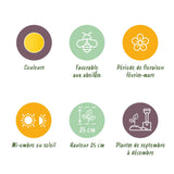 Green boutiQ - Bloembollen - Eranthis Cilicica - Kleur Geel - 25 stuks - Bolmaat 4/5 - XXL Pack
