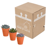 Echeveria mix 8.5 cm - 3x - in terracotta pot