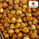 Tulpenbollen Dafeng — oranje tulp, 20 stuks (maat 11/12)