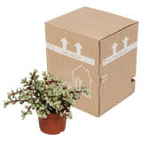 Portulacaria afra Variegata 10,5cm - zonder pot