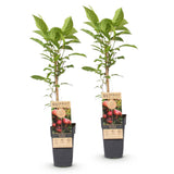 Green boutiQ - Fruitplant - Actinidia deliciosa Ken,s Red - Kiwiplant - Vrouwelijk - Rode Vrucht - 2 Planten - Pot 15cm - Hoogte 50cm