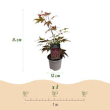 Green boutiQ - Tuinplant - Acer palmatum Atropurpureum - Paars - 1 Plant - Blad verliezend - Weinig Onderhoud - Pot 12cm Hoogte 35cm
