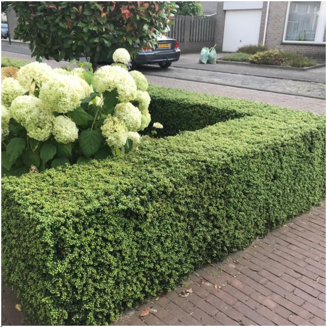 Plants by Frank - 1 meterHulst haag - Ilex crenata 'Jenny'® - Set van 6 winterharde haagplanten - Groenblijvende haag - Vers van de kwekerij geleverd