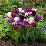 96x Tulipa Blueberry mix - Bosbessenmix tulp - Diversen - Voorjaarsbloeier - Bolmaat 11/12