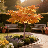 Green boutiQ - Tuinplant - Acer palmatum Sangokaku - Groen - 1 Plant - Bladverliezend - Weing Onderhoud - Pot 12cm Hoogte 35cm