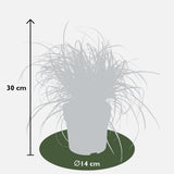 Uncinia rubra Everflame - Ø19cm - ↕40cm - Ø14 - ↨30cm