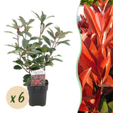 Green boutiQ - Haagplanten - Photinia fraseri Red Robin - groen rood- 6 planten - 1 strekkende meter - groenblijvend - pot 17cm hoogte 50cm