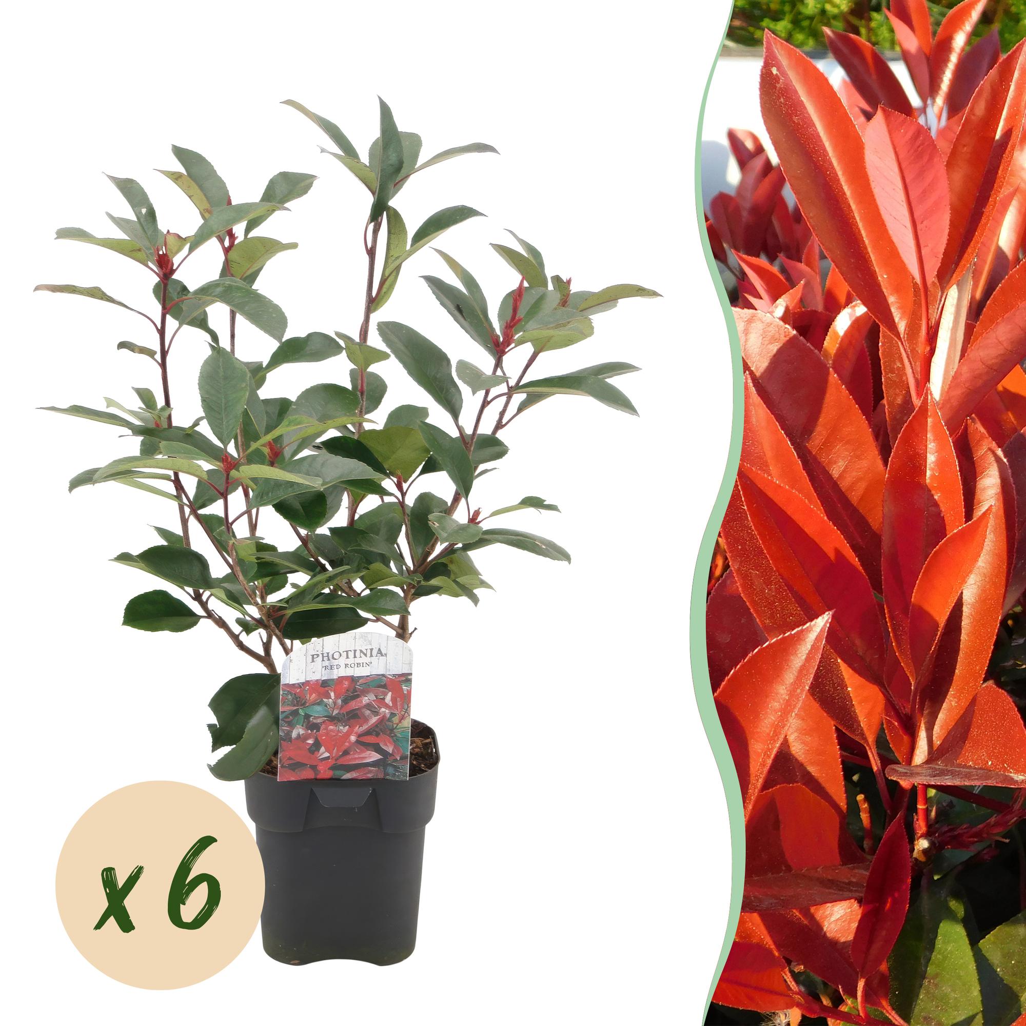 Green boutiQ - Haagplanten - Photinia fraseri Red Robin - groen rood- 6 planten - 1 strekkende meter - groenblijvend - pot 17cm hoogte 50cm