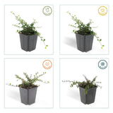 24x Cotoneaster pr. 'Streib's Findling' - ↕10-25cm - Ø9cm