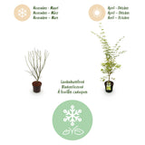 Green boutiQ - Tuinplant - Acer palmatum Sangokaku - Japanse Esdoorn - Bladverliezend - Groen - 1 - Pot 26cm - Hoogte 90cm