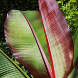 Green boutiQ - Fruitplant - Musa ensete Maurelli - Bananenboom - Winterhard - Rood-Groen - 1 Planten - Pot 21cm - Hoogte 90cm