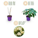 Green boutiQ - Tuinplant - Hydrangea arborescens FlowerWOW - Hortensia - Winterhard - Wit - 1 Plant - Pot 14cm - Hoogte Hoogte 20-30cm