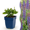 Green boutiQ - Vasteplant - Salvia nem. Sense Deepl Blue - Salie - Bijen en Vlinderlokkers - Paars - 24 Planten - Pot 11cm - Hoogte 15-25cm
