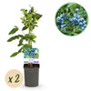 Green boutiQ - Fruitplant - Bosbes -Vaccinium corymbosum Goldtraube -Blauwe bes - Doornloos - 2 planten -Pot 11cm Hoogte 40cm