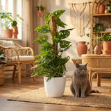 Green boutiQ - Kamerplant - Monkey Mask - Monstera Andansonii Mosstok - Groen - Weinig onderhoud - 1 Plant - met Potter Wit - Pot 19cm - Hoogte 90cm