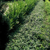24x Euonymus fortunei radicans - ↕10-25cm - Ø9cm