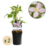 Green boutiQ - Klimplant - Clematis montana Rubens - Bloem Roze - Vroegbloeiend - Weinig onderhoud -2 planten -Pot 11cm Hoogte 40cm