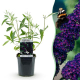Green boutiQ - Tuinplant - Buddleja davidii Black Night - Vlinderstruik - Winterhard - Paars - 1 Plant - Pot 17cm - Hoogte 45cm