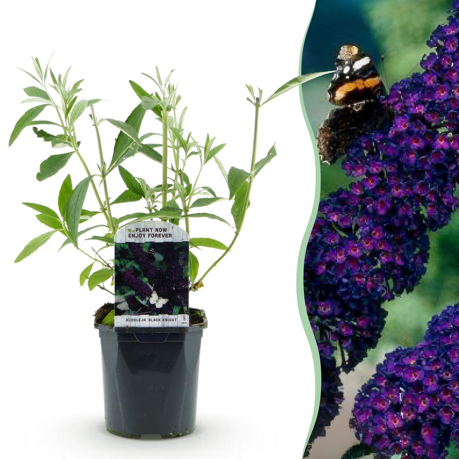 Buddleja davidii Black Night – 45 cm hoog