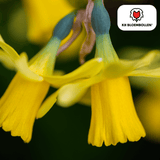 Narcisbollen Tête à Tête — gele mininarcis, 25 stuks