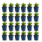 Green boutiQ - Vasteplant - Hypericum calycinum - Sint-Janskruid - Bijen- en vlinderlokkers - Geel - 24 Planten - Pot 11cm - Hoogte 15-25cm