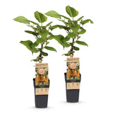 Green boutiQ - Fruitplant - Acitinidia deliciosa Hayward - Kiwiplant - Vrouwelijk - Groene Vrucht - 2 Planten - Pot 15cm - Hoogte 50cm