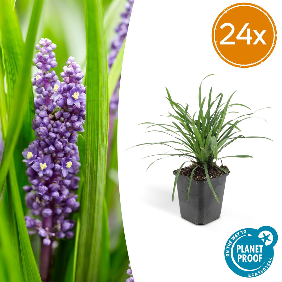 Liriope muscari 'Big Blue' – 24 planten · pot Ø9 cm · 10-25 cm hoog