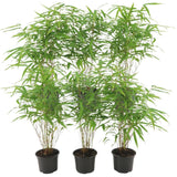 6x Fargesia Rufa Ø13 cm - ↕25 cm Bamboe