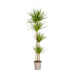 Dracaena Marginata Green Ø27cm - ↕170 - 190cm