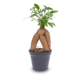 Ficus microcarpa ginseng bonsai- Potmaat 9