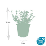 24x Euonymus fort. 'Emerald Gaiety' - ↕10-25cm - Ø9cm