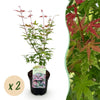 Green boutiQ - Terrasplant - Japanse Esdoorn - Acer palmatum Phoenix - Roze - 2 Planten - Bladverliezend - Pot 19cm Hoogte 70cm