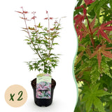 Green boutiQ - Terrasplant - Japanse Esdoorn - Acer palmatum Phoenix - Roze - 2 Planten - Bladverliezend - Pot 19cm Hoogte 70cm