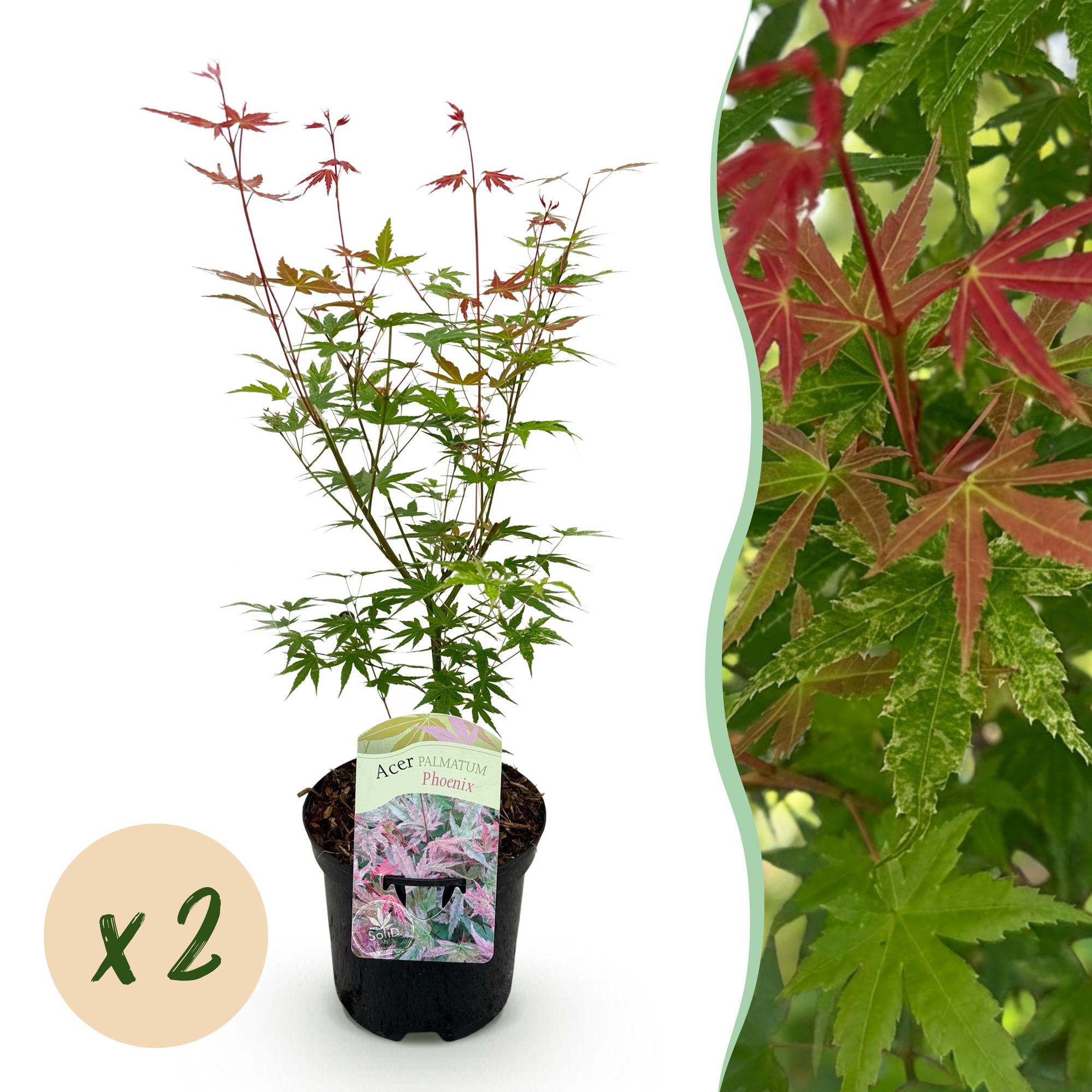 Green boutiQ - Terrasplant - Japanse Esdoorn - Acer palmatum Phoenix - Roze - 2 Planten - Bladverliezend - Pot 19cm Hoogte 70cm