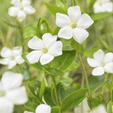 6x Vinca major 'Alba' - ↕10-25cm - Ø9cm