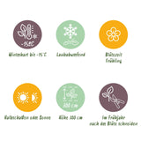 Green boutiQ - Tuinplant - Magnolia liliiflora Nigra - Bloem Paars - 3 Planten - Bladverliezend - Weinig Onderhoud - Pot 12cm Hoogte 30cm
