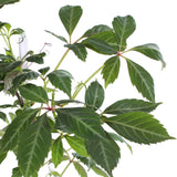 Parthenocissus henryana - Chinese Wilde Wingerd - Ø15cm - ↕65cm