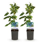 Green boutiQ - Fruitplant - Bosbes -Vaccinium corymbosum Goldtraube -Blauwe bes - Doornloos - 2 planten -Pot 11cm Hoogte 40cm
