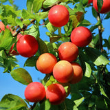 Green boutiQ - Fruitboom - Prunus domestica Victoria - Appelboom - Winterhard - Roze-Oranje Appel - 1 Plant - Pot 21cm - Hoogte 90cm
