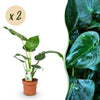 Green BoutiQ - Green is... Kamerplanten - Alocasia Cucullata - Boeddha,s hand - Weinig onderhoud - Groen - 2 Planten - Pot 17cm - Hoogte 60-65cm