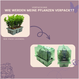 2 x 6-Pack Buxus NewGen Freedom – Winterharde Groenblijvende Struiken 12 x Ø7 cm - ↕15 cm | Compacte Buxus